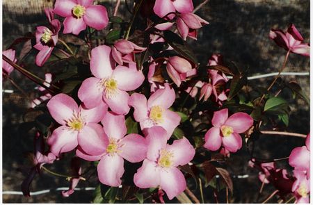 Clematis